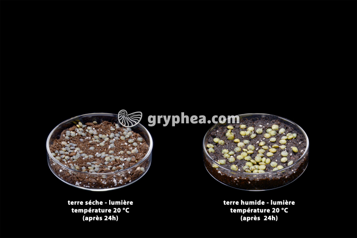 Germination des lentilles - hydratation des graines - gryphea.org